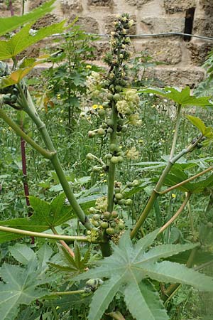 Ricinus communis / Castor Oil-Plant, Rhodos City 28.3.2019