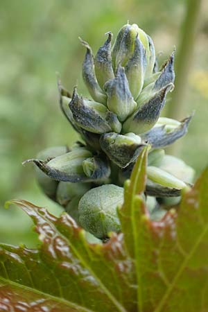 Ricinus communis \ Rizinus / Castor Oil-Plant, Rhodos City 28.3.2019