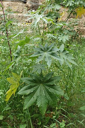 Ricinus communis \ Rizinus / Castor Oil-Plant, Rhodos City 28.3.2019