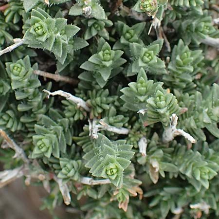 Thymbra capitata \ Kopfiger Thymian, Rhodos Tsambika 30.3.2019