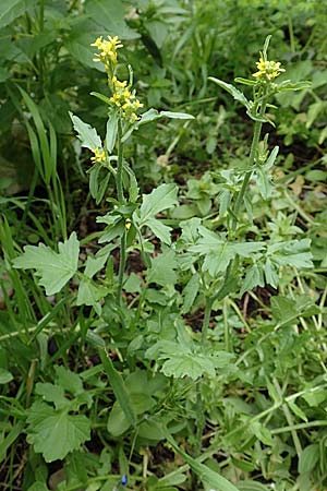 Sinapis arvensis \ Acker-Senf / Field Mustard, Charlock, Rhodos Tsambika 30.3.2019