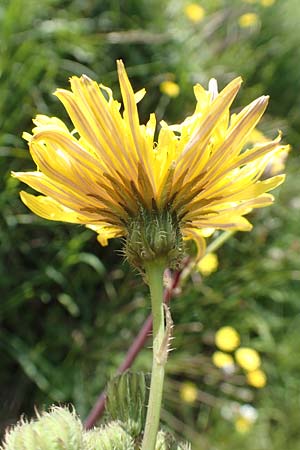 Sonchus asper \ Raue Gnsedistel, Rhodos Embona 31.3.2019