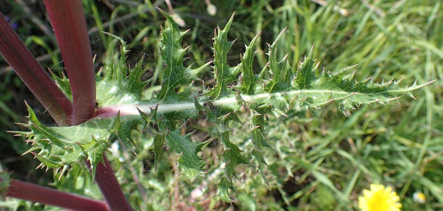 Sonchus asper \ Raue Gnsedistel, Rhodos Embona 31.3.2019