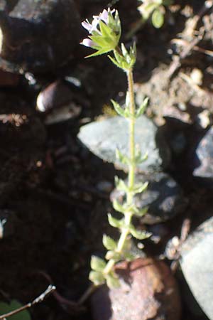 Sherardia arvensis \ Ackerrte, Rhodos Skoutouljaris - Schlucht 19.3.2023