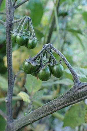 Solanum alatum \ Rotbeeriger Nachtschatten / Red Nightshade, Rhodos Koskinou 22.3.2023