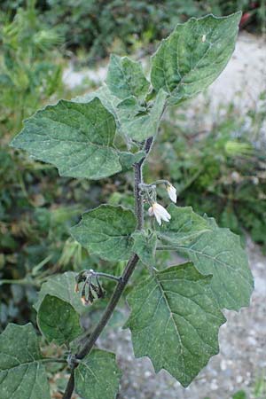 Solanum alatum / Red Nightshade, Rhodos Koskinou 22.3.2023