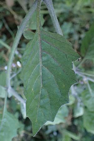 Solanum alatum / Red Nightshade, Rhodos Koskinou 22.3.2023