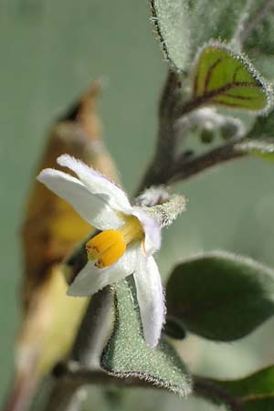 Solanum alatum / Red Nightshade, Rhodos Archangelos 27.3.2023