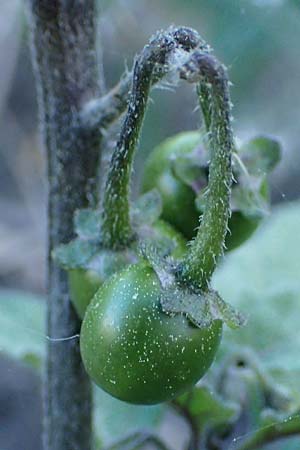 Solanum alatum \ Rotbeeriger Nachtschatten / Red Nightshade, Rhodos Stegna 28.3.2023