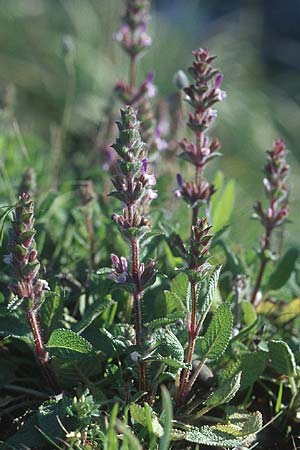 Salvia viridis \ Buntschopf-Salbei / Annual Clary, Rhodos Massari 20.3.2005