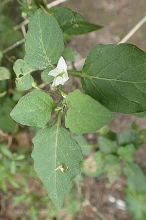 Solanum chenopodioides / Whitetip Nightshade, Goosefoot Nightshade, Rhodos City 28.3.2019