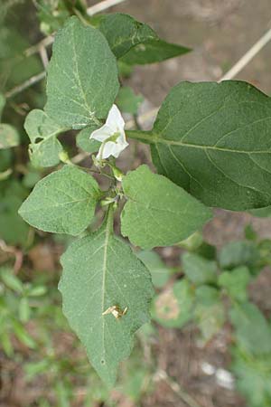 Solanum chenopodioides \ Gnsefublttriger Nachtschatten, Zierlicher Nachtschatten / Whitetip Nightshade, Goosefoot Nightshade, Rhodos City 28.3.2019