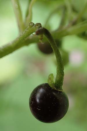 Solanum chenopodioides \ Gnsefublttriger Nachtschatten, Zierlicher Nachtschatten / Whitetip Nightshade, Goosefoot Nightshade, Rhodos City 28.3.2019