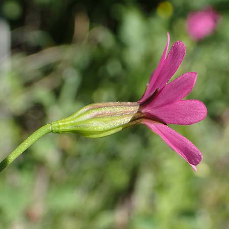 Silene cretica \ Kretisches Leimkraut, Rhodos Embona 31.3.2019