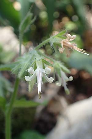 Symphytum creticum \ Kreta-Beinwell / Cretan Gorge Comfrey, Rhodos Profitis Ilias 2.4.2019