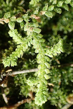 Selaginella denticulata \ Gezhnter Moosfarn, Rhodos Epta Piges 27.3.2019