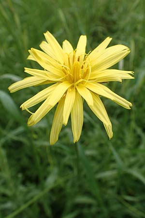 Scorzonera elata ? \ Hohe Schwarzwurzel / Tall Viper's Grass, Rhodos Pilona 28.3.2019