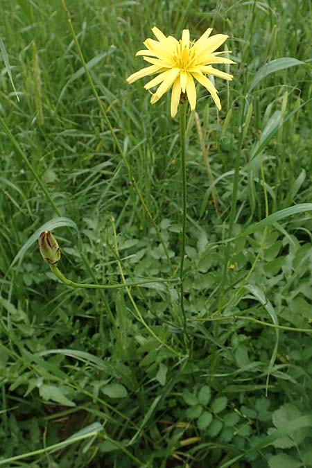 Scorzonera elata ? \ Hohe Schwarzwurzel / Tall Viper's Grass, Rhodos Pilona 28.3.2019