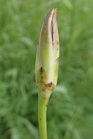 Scorzonera elata ? \ Hohe Schwarzwurzel, Rhodos Pilona 28.3.2019