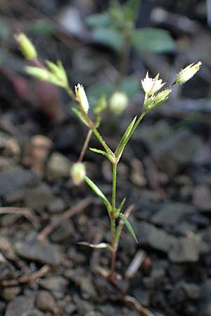 Sabulina tenuifolia subsp. hybrida \ Zarte Miere, Feinblttrige Miere / Fine-Leaved Sandwort, Slender-Leaf Sandwort, Rhodos Moni Artamiti 27.3.2023