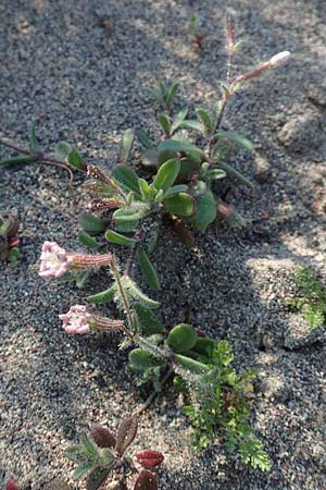 Silene discolor \ Zweifarbiges Leimkraut, Rhodos Kattavia 1.4.2019