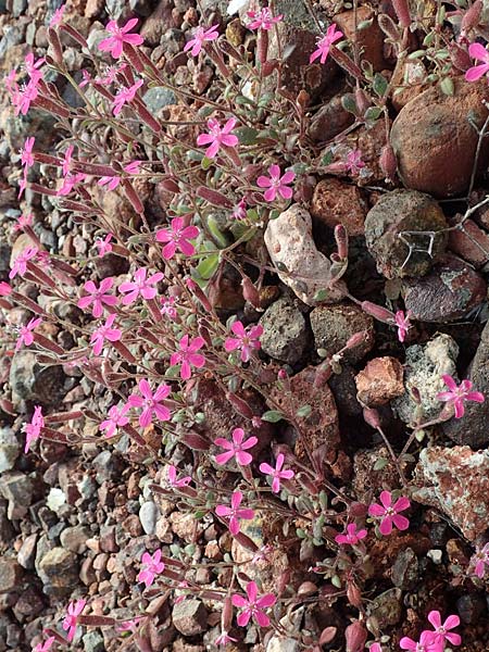 Silene salamandra \ Rhodisches Leimkraut, Rhodos Laerma 3.4.2019