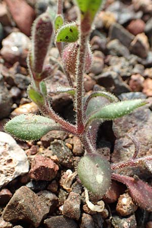 Silene salamandra \ Rhodisches Leimkraut, Rhodos Laerma 3.4.2019