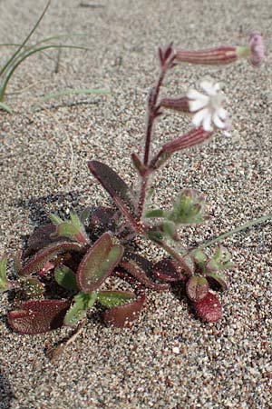 Silene discolor \ Zweifarbiges Leimkraut, Rhodos Apolakkia 3.4.2019