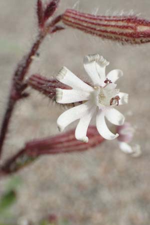 Silene discolor \ Zweifarbiges Leimkraut, Rhodos Apolakkia 3.4.2019