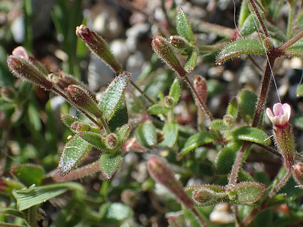 Silene sedoides \ Mauerpfeffer-Leimkraut, Rhodos City 28.3.2023