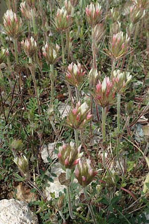 Trifolium stellatum \ Stern-Klee / Starry Clover, Rhodos Laerma 3.4.2019