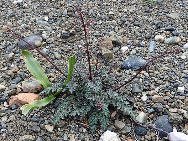 Scrophularia lucida \ Glänzende Braunwurz / Shining-Leaved Figwort, Rhodos Moni Artamiti 16.3.2023