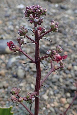 Scrophularia lucida \ Glnzende Braunwurz / Shining-Leaved Figwort, Rhodos Moni Artamiti 16.3.2023