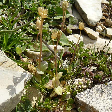 Holosteum umbellatum \ Spurre / Jagged Chickweed, Rhodos Attaviros 23.3.2023