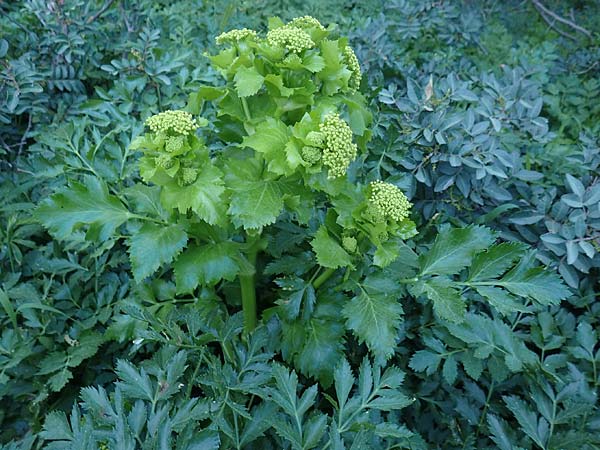 Smyrnium olusatrum \ Gespenst-Gelbdolde, Pferde-Eppich, Rhodos Asklipio 24.3.2019