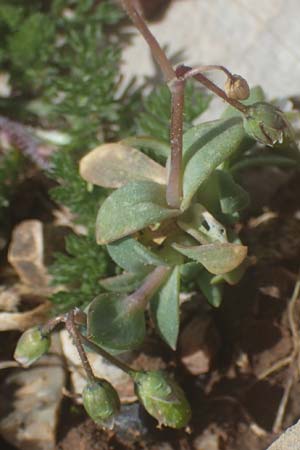 Holosteum umbellatum \ Spurre / Jagged Chickweed, Rhodos Attaviros 23.3.2023