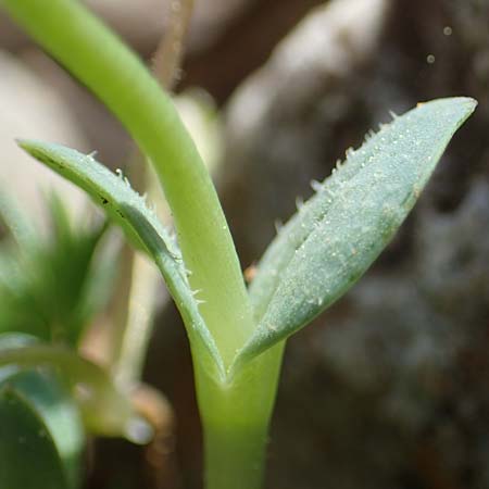 Holosteum umbellatum \ Spurre, Rhodos Attaviros 23.3.2023