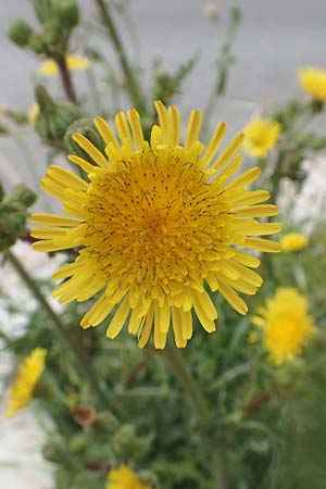 Sonchus oleraceus \ Kohl-Gnsedistel / Smooth Sow-Thistle, Rhodos City 28.3.2019