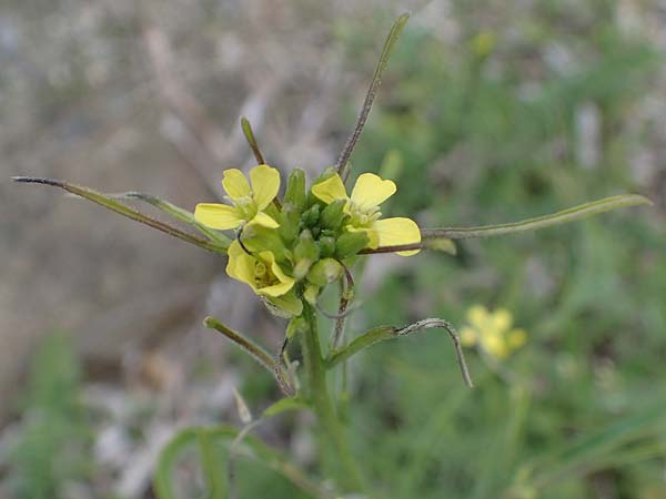 Sisymbrium orientale / Eastern Rocket, Rhodos Kamiros 22.3.2023