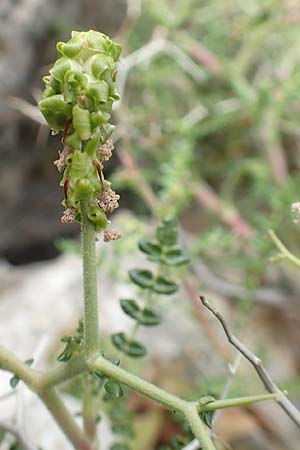 Sarcopoterium spinosum \ Dornige Bibernelle, Dornige Becherblume, Rhodos Tsambika 30.3.2019