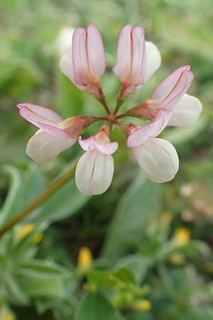 Securigera parviflora \ Kleinbltige Beilwicke, Rhodos Apolakkia 1.4.2019