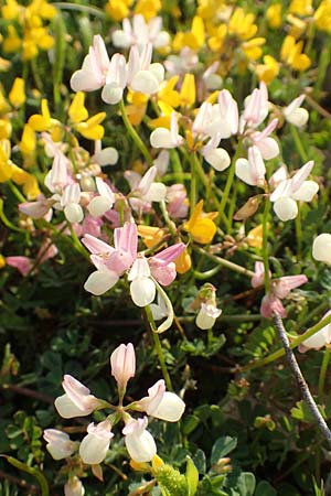 Securigera parviflora \ Kleinbltige Beilwicke / Small-Flowered Hatchet Vetch, Rhodos Apolakkia 1.4.2019