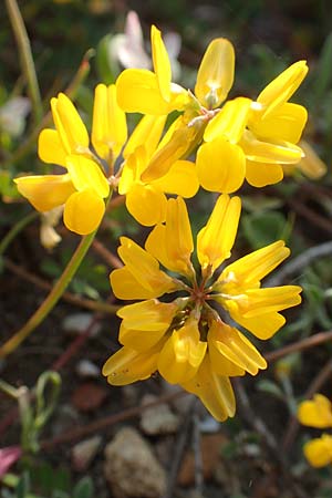 Securigera parviflora \ Kleinblütige Beilwicke / Small-Flowered Hatchet Vetch, Rhodos Apolakkia 1.4.2019