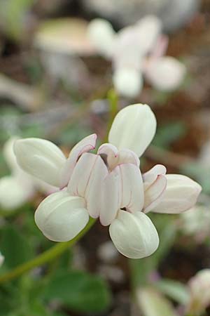 Securigera parviflora \ Kleinbltige Beilwicke, Rhodos Lahania 3.4.2019