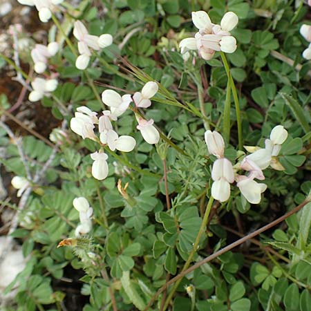 Securigera parviflora \ Kleinbltige Beilwicke, Rhodos Lahania 3.4.2019