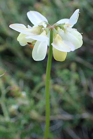 Securigera parviflora \ Kleinbltige Beilwicke / Small-Flowered Hatchet Vetch, Rhodos Haraki 15.3.2023