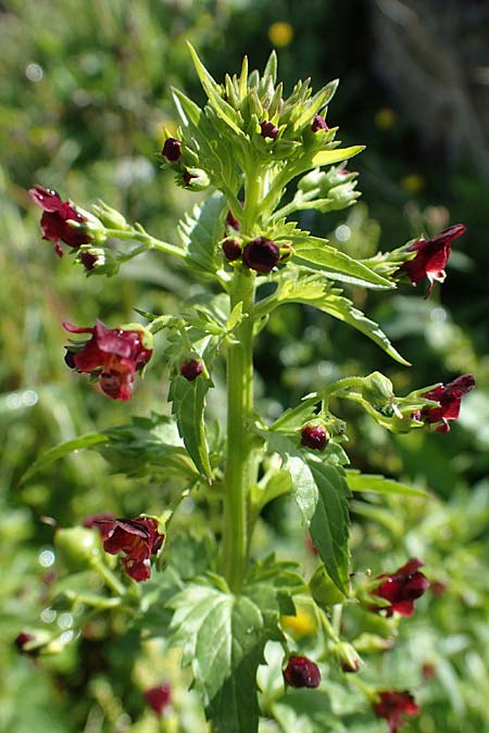 Scrophularia peregrina \ Mittelmeer-Braunwurz, Nesselblttrige Braunwurz / Mediterranean Figwort, Rhodos Archangelos 17.3.2023