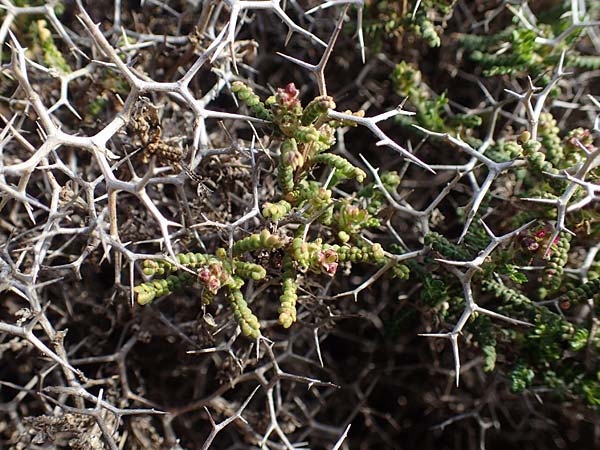 Sarcopoterium spinosum \ Dornige Bibernelle, Dornige Becherblume / Thorny Burnet, Rhodos Attaviros 23.3.2023