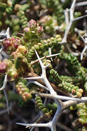 Sarcopoterium spinosum \ Dornige Bibernelle, Dornige Becherblume / Thorny Burnet, Rhodos Attaviros 23.3.2023