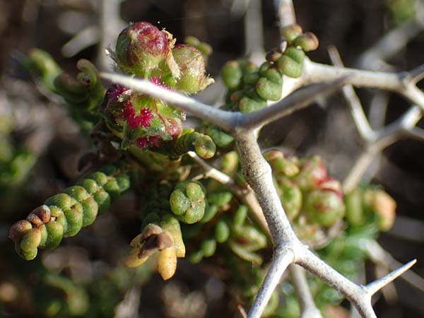 Sarcopoterium spinosum \ Dornige Bibernelle, Dornige Becherblume / Thorny Burnet, Rhodos Attaviros 23.3.2023